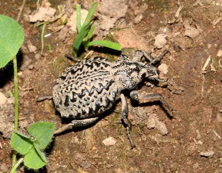 Brachycerus barbarus di Sardegna